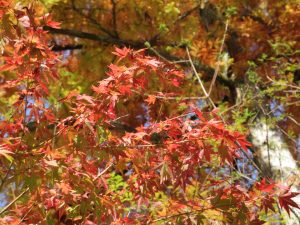 IMG_0893