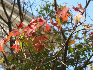 IMG_0935